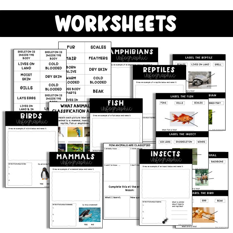 Animals Including Humans | Classifying Animals Lesson Pack | Science PowerPoint and Worksheets | Year 1